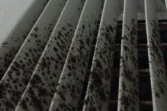 mold-service